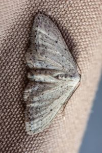 Moth on fabric